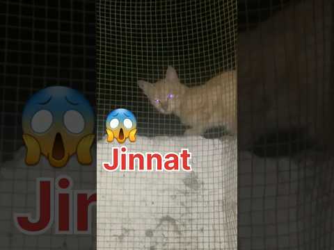 Jinnat😭