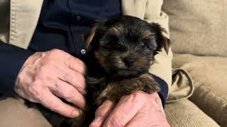 Life with Li  I can't believe how cute the 7weekold Yorkshire Terrier is