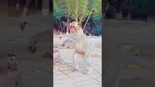 monkey dance video #song #viral #sahadeb_naik #freestylemusic