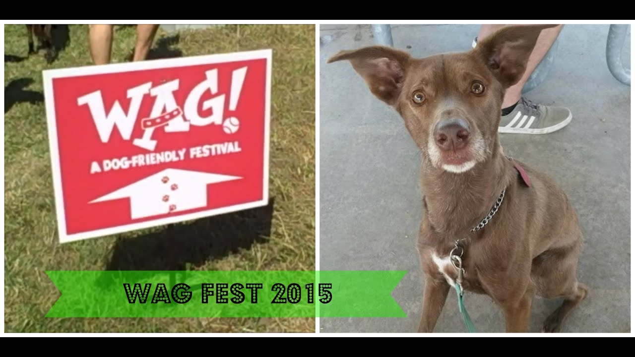 Wag Fest 2015 Columbus Ohio A Festival for Dogs Vlog A Day In The Life YouTube