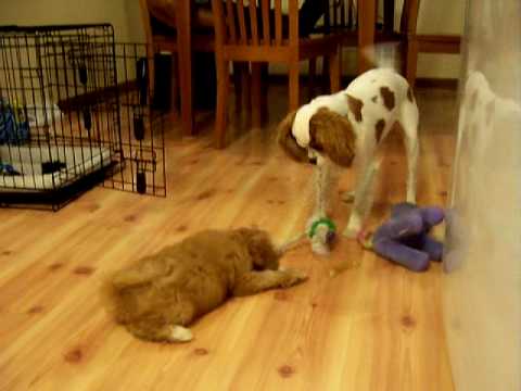 Wrigley and Cubbie McKanna