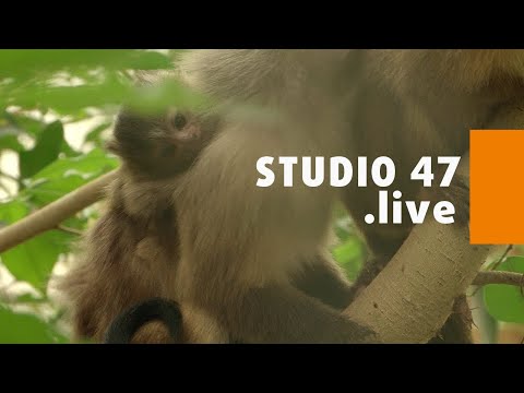 STUDIO 47 .live