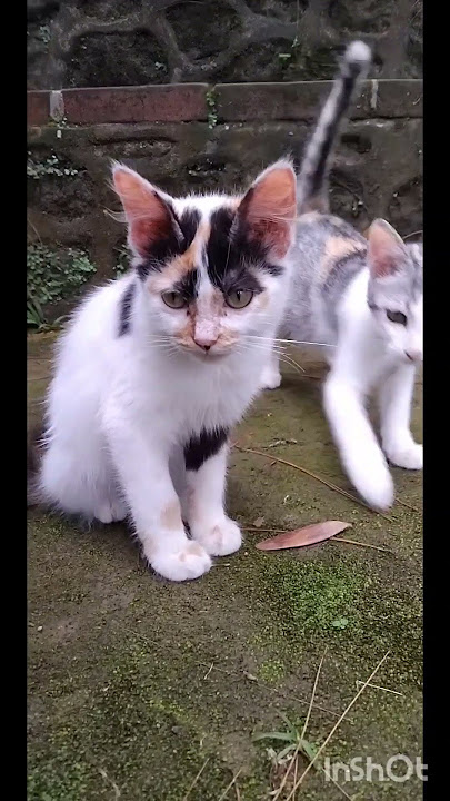 Tipa disturbs my video shoot #cat #고양이 #cute #kucing #disturbing #냥춘기