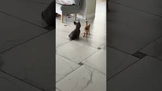Chihuahua Playfully Wiggles Around Calm French Bulldog