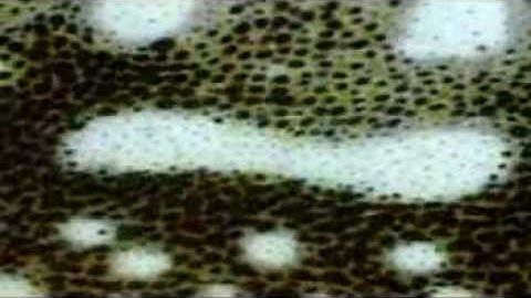 Project Phoenix - Carlos theme (video)