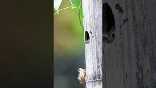 The tiniest woodpecker mom raising her chick.