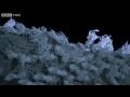 The Weirdest Bugs You Ve Ever Seen Madagascar Land Of Heat And Dust Preview BBC 
