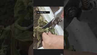 Why is my plant dying? Let's fix it! 🪴😱 #Shorts#GardeningTips #Zinnia #PlantRevival