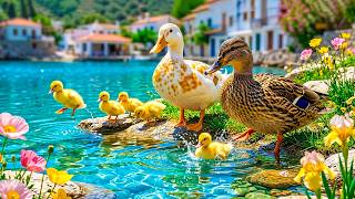 🦆 Find Inner Peace with Cozy Duck Sounds 🌿 Soft Piano Music for Instant Calm &amp; Deep Relaxation 💚