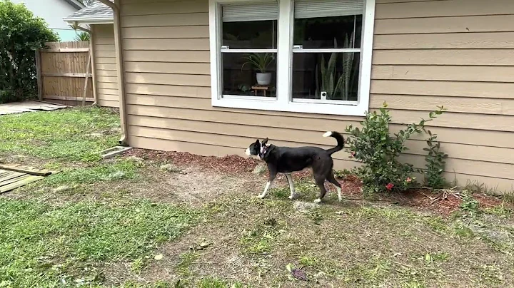 Ayla Looks at Storm Damage