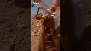 Taming the deadliest snakes of Morocco