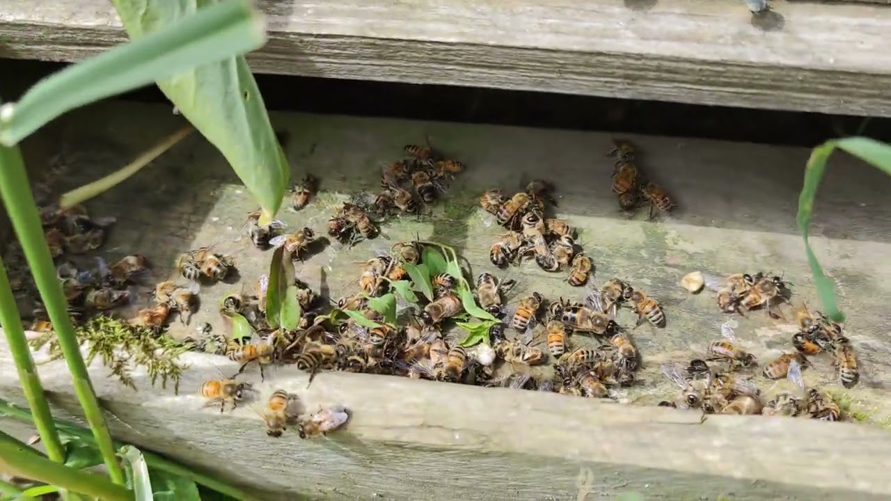 النحل يقتل الذكور و يتخلص منها  /ح44🔵