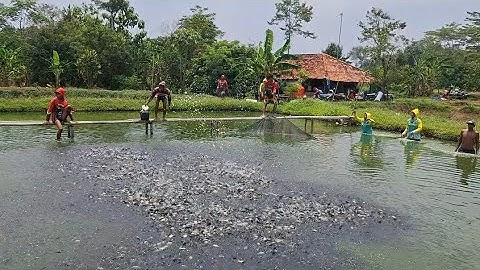 DETIK-DETIK PROSES PANEN IKAN NILA SEBANYAK 200RIBU EKOR