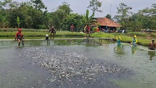 DETIK-DETIK PROSES PANEN IKAN NILA SEBANYAK 200RIBU EKOR