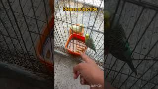 বাজরিগার  পাখিকে কিভাবে গোসল করাবেন?😱🤯@Funlybird #budgies  #shower #birdsviral