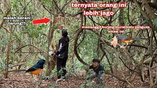 masuk hutan hanya ingin melihat indukan burung murai batu di lokasi baru ini