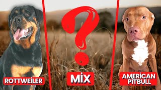 Rottweiler Pitbull Mix: Pitweiler Breed Information, Pictures & More