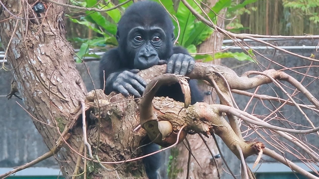 Trees From Ringo 小金剛Ringo爬樹 Baby gorilla Ringo climbed the tree - YouTube