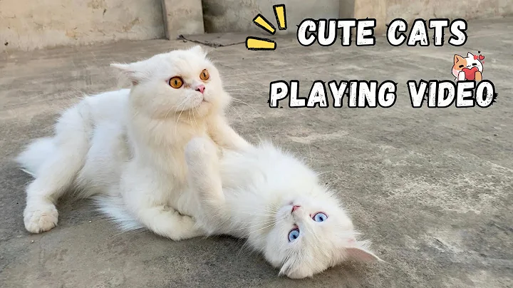 Watch the video about Cute And Funny Cats Playing Video 😂| Rehan & Max