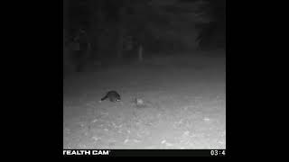 01🦝Weekly Raccoon Shenanigans  Trail Cam Compilation – Week of 11 01 2025 to 11 07 2025