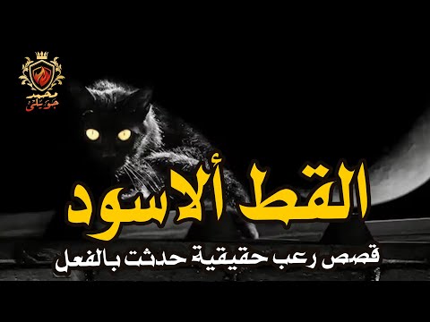 قصة رعب حقيقية حارس امن مخزن أدويه بمنطقه شعبيه كاد يموت من الرعب بسبب ما شاهده القط ألاسود