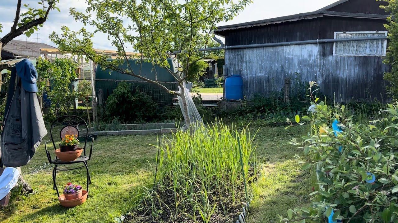 Сегодня на Даче. Огородные Дела, Посадки .🌶️🍅🧄