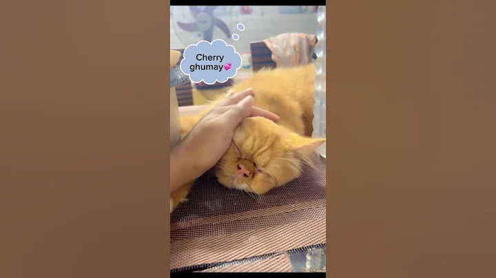 Video 11147181: funny cat sleeping