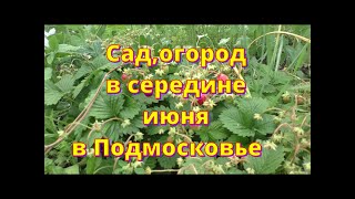 Сад огород, середина июня в Подмосковье