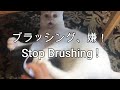 ブラッシング、嫌!Stop Brushing!
