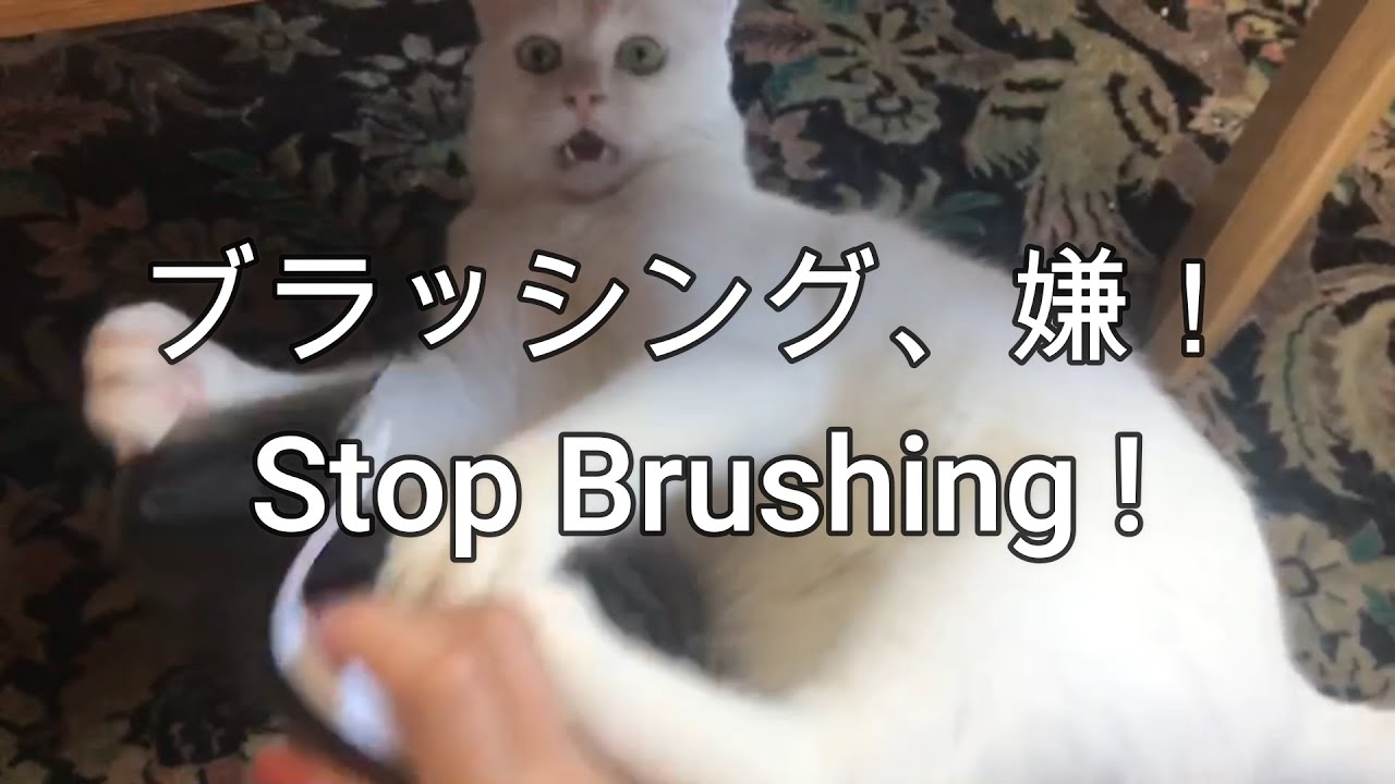 ブラッシング、嫌!Stop Brushing!