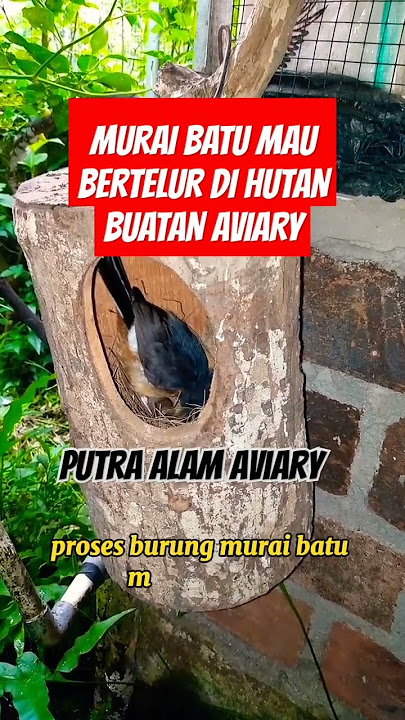 MURAI BATU BERTELUR #breeding #kicaumania #aviary #masteran #birds #songbirds #burung #budidaya