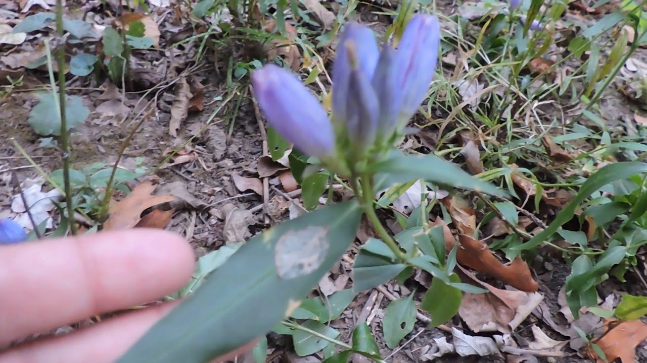 Capital Naturalist: Bottled Gentian