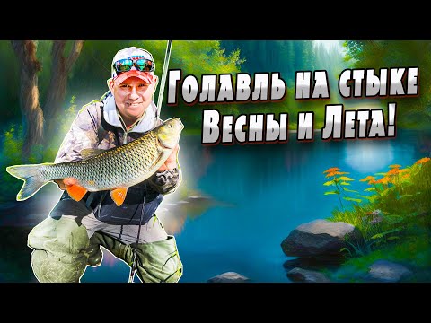 Как поймать голавля в запрессованных местах | Ловля голавля вблизи плотин | Особенности ловли