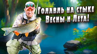 видео: Как поймать голавля в запрессованных местах | Ловля голавля вблизи плотин | Особенности ловли картинка: Как поймать голавля в запрессованных местах | Ловля голавля вблизи плотин | Особенности ловли