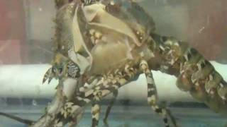 Second generation juvenile Tropical Rock Lobster undergoing the process of moulting