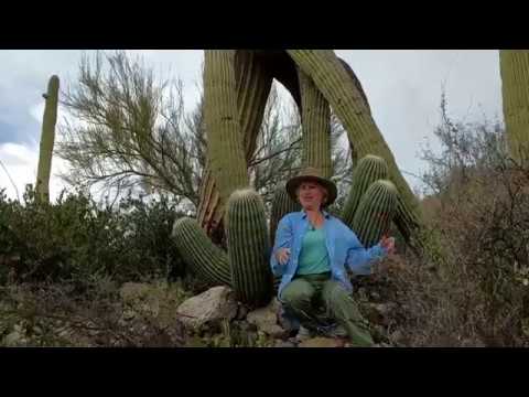 Видео: Колко дълго живее кактус сагуаро?