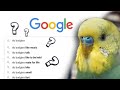 answering 30 common asked budgie questions | part 1