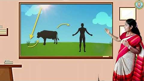 Grade 4 - Science - Plants : Preparing and Storing Food, part 2