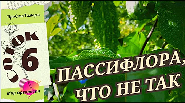 Почему НЕ цветет пассифлора. Что с ней не так? / Why passionflower does NOT bloom.