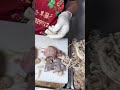 河北沧州的硬核早餐羊肠子汤 50块钱一碗里面的肉真齐全吃着鲜 路边摊美味 河北沧州的硬核早餐羊肠子汤 50块钱一碗里面的肉真齐全吃着鲜 路边摊美味