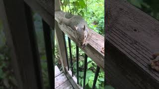 Willow the Patriot Squirrel by Patriot Beekeeper 575 views 9 months ago 1 minute, 7 seconds