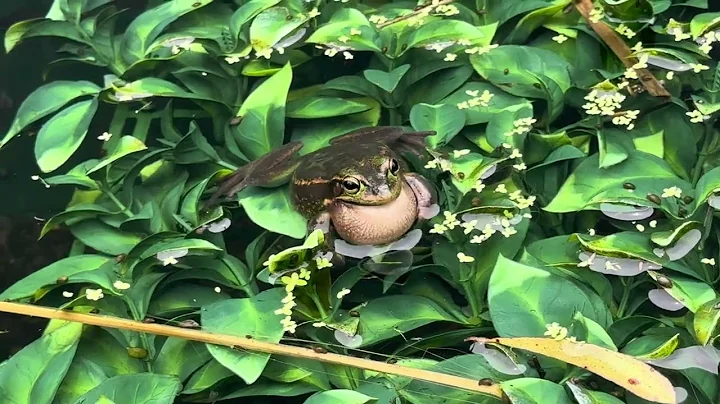 Green and golden bell frog calling