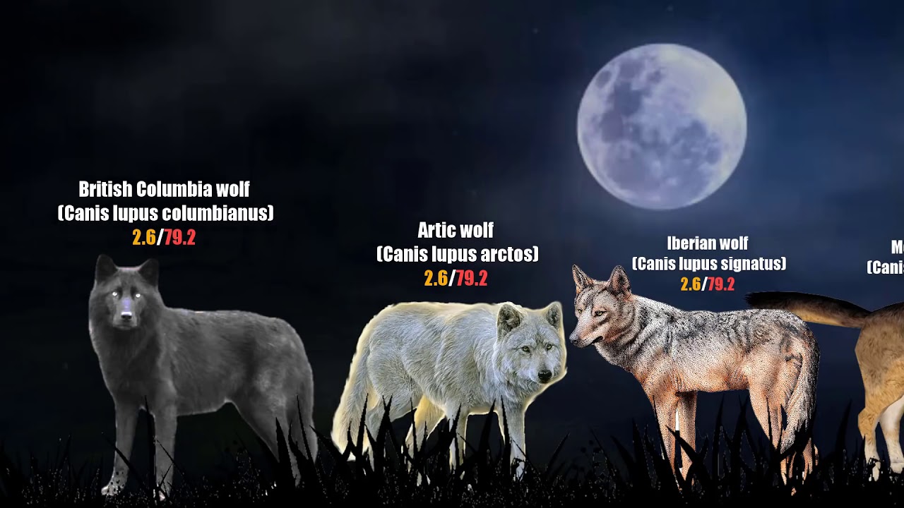 Wolf Vs Dog Size Chart