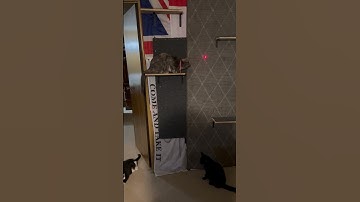 A little bit of catnip & a laser pointer = endless fun