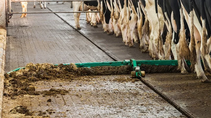 Amazing Modern Automatic Cow Farming Technology - Incredible Feeding, Milking and Cleaning Machines