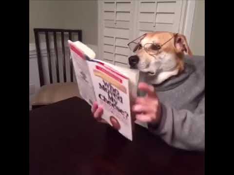 VINE Life Of A Dog 