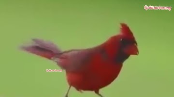 Burung cardinal atau anggry bird liar.berkicau merdu di alam bebas