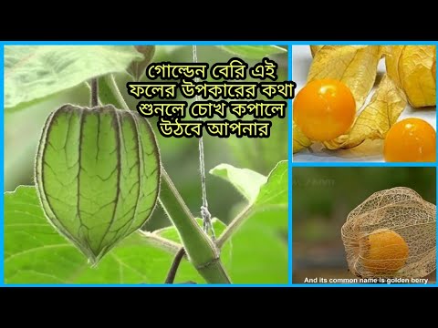 ভিডিও: বুনো বেরি নাম