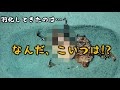 7万円かけたカブトムシが羽化！その姿は…そして奇跡が起きた！（くろねこチャンネル）