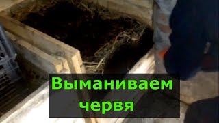 видео: Выманивание червя, просеивание биогумуса. картинка: Выманивание червя, просеивание биогумуса.